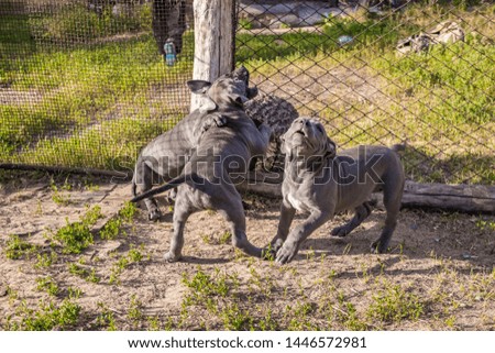 Staffordshire Terrier puppies, sitting in an aviary, want to walk in the wild and ask the owner to let them go for the active development of the exterior and rapid growth, running around the field fun