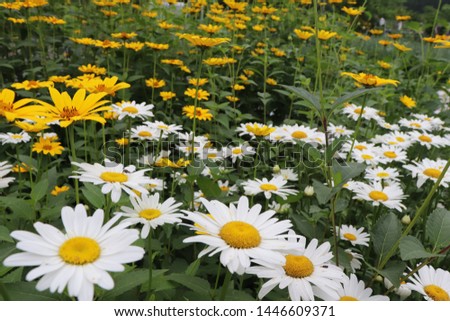When the flower of the marguerite blooms