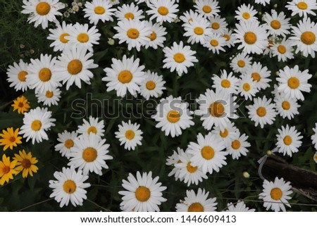 When the flower of the marguerite blooms