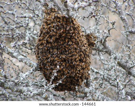 a wonderful up close picture of a cold swarm of bees