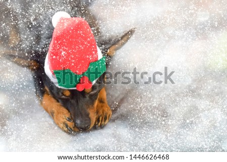 Little dog in the image of Santa. Concept: Merry Christmas and Happy New Year.