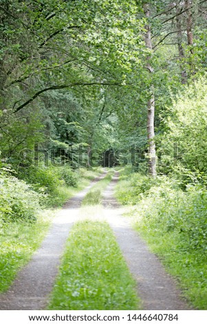 Walking on german forest endless wild road trippy day background fine art in high quality