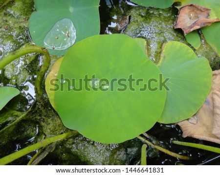 Mega leaf Nelumbo nucifera macro background east indian lotus fine art in high quality family nelumbonaceae