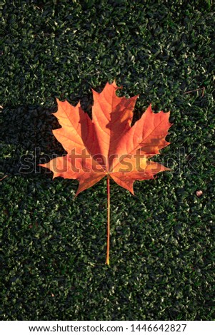 Red Yellow Canadian Maple leaf lies on a green background. The colors and mood of autumn. Top view.