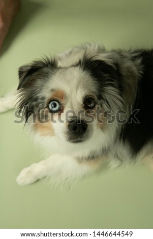 Close up of Mini Australian Shepard, Dog with Different colored eyes, one blue eye one brown eye puppy, toy aussie, green colored background