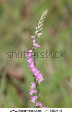 Scenery with the Spiranthes sinensis