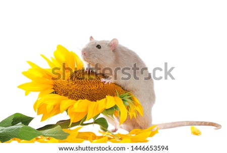 Pretty rat sitting on the sunflower closeup picture