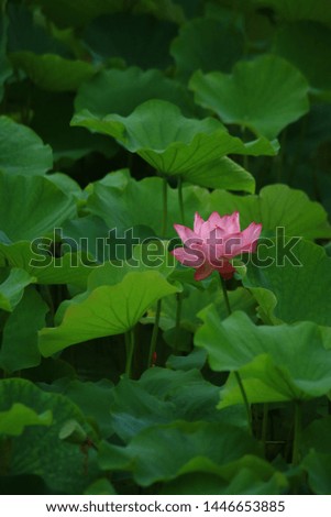 The lotus flower in the pond of Japanese garden.