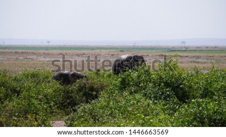 Elephants in swamps surrounded by white birds in Kenya's Amboseli national park