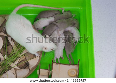 Mother mouse sniffs her cubs. A rat sits in a cage with his children. Decorative home rodents.
