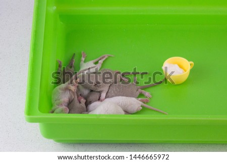 Small young rats are in a green cell. Rat offspring lying in the corner. Home decorative newborn rodents.