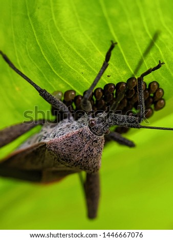 The Florida leaf-footed bug (Acanthocephala femorata) is a species of insect. The genus name Acanthocephala means "spiny head" and was inspired by the pointed tylus at the tip of the head.