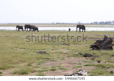 African landscape. Herd of african elephants in the swamp, Amboseli, Kenya