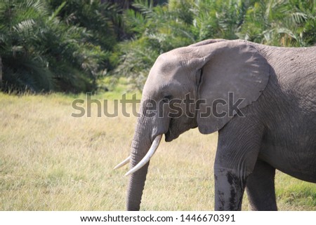 African Elephant herd Amboseli Kenya