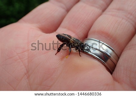 Closeup of small black be held in hand checking out silver wedding ring