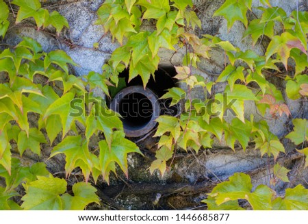 This is a view of bright green vines hanging on a grey stone wall over a rust covered metal pipe.