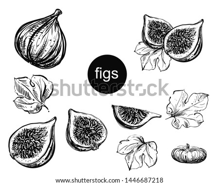 Detailed hand drawn ink black and white illustration set of figs, leaf, dried fig. sketch. Vector eps 8 Royalty-Free Stock Photo #1446687218
