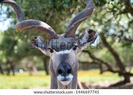 kudu posing for his picture