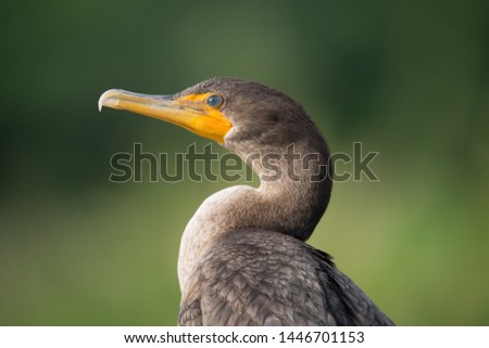 Double crested cormorant is posing for a picture against green background.