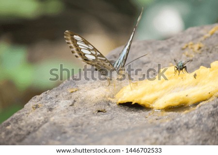 Butterflies sit on rocks to eat ripe mangoes.