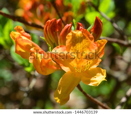 Rhododendron is a genus of woody plants in the heath family either evergreen or deciduous found in Asia, and also widespread throughout the highlands of the Appalachian Mountains of North America.