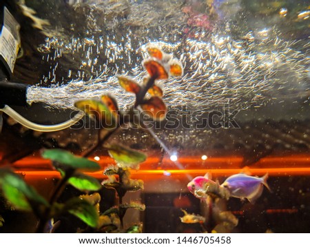 Colorfull fish tank with bubble water pomp
