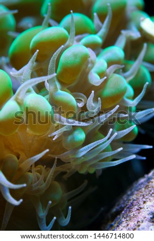 Plerogyra sinuosa is a species of "bubble coral". It has grape-sized bubbles which increase their surface area according to the amount of light available: they are larger during the day, bu