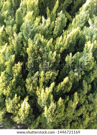 Texture of green pine leaves