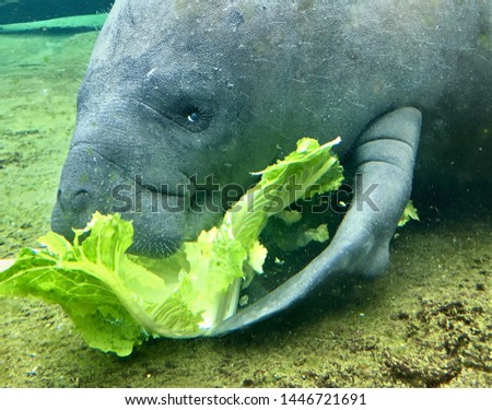 Adorable Floridian Manatee eating a meal of lettuce