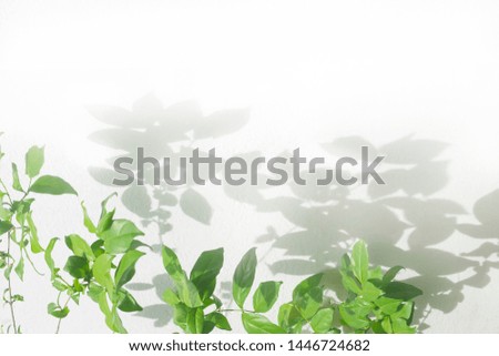 Leaves shadow on branch background on white concrete wall texture , black and white, monochrome, nature shadow art on wall
