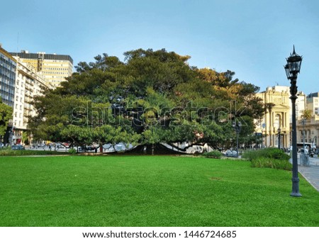 Square (called Plaza Lavalle) and a tree in Buenos Aires.