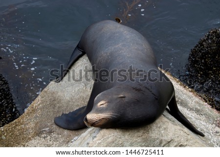 Black colored male sea lion sleeping on rocks in close up California image.