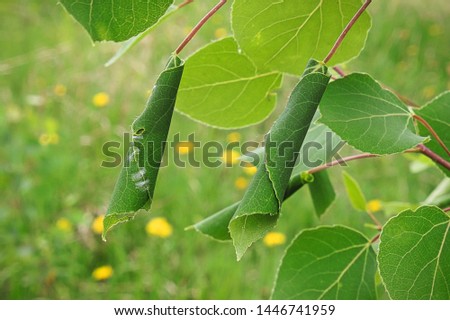 Two leaves curled by leaf roller caterpillars
