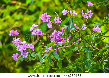 Lagerstroemia floribunda: a purple flower that bloomed on its tree within a forest.