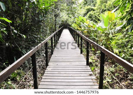 bridge in forest, photo as a background, digital image