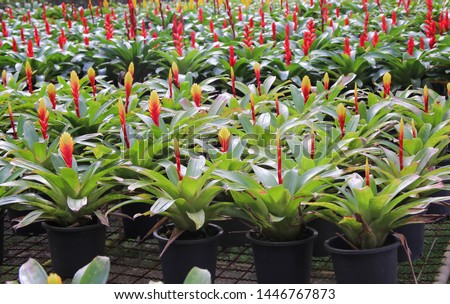 Close up colorful flowers red and yellow bromeliade blooming with green leaves in black plastic pot at tropical ornamental plant nurseries , 