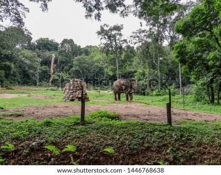 South east asian elephant on a park