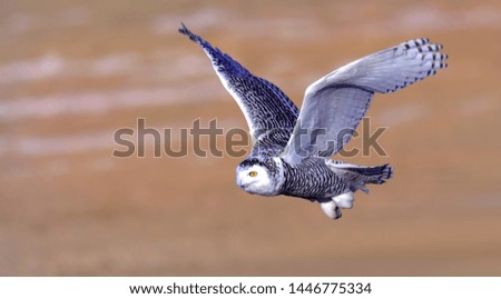 Snowy Owl foraging in the winter snow