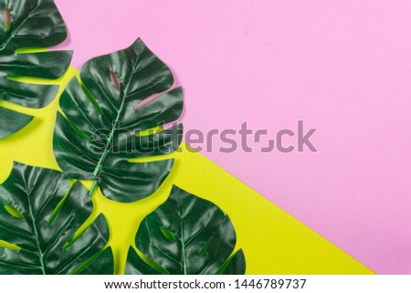 Tropical leaves Monstera on Yellow and pink background. Flat lay, top view