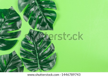 Tropical leaves Monstera on Pastel Green background. Flat lay, top view