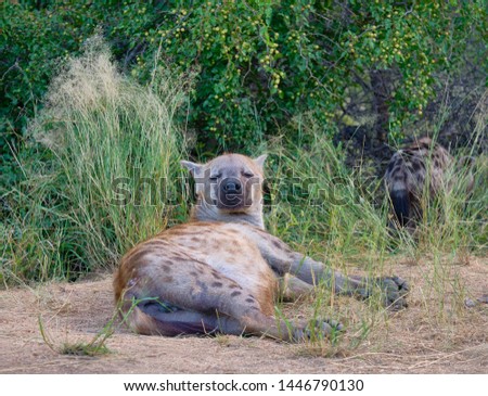 Spotted hyena lying on its side on the ground in dry side of bushes