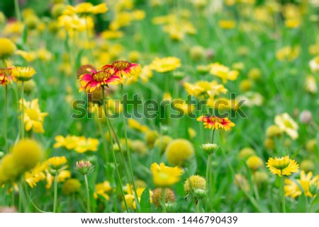 Yellow Blanket Flowers Colorful On Grass With Blurred Background