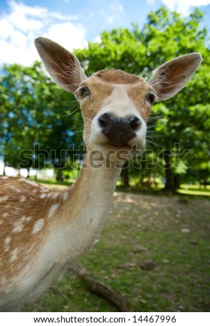funny picture of a baby deer taken with wide angle lens