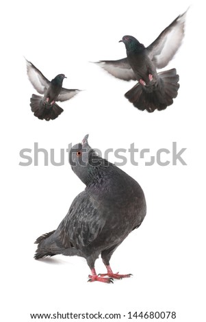 pigeon in flight on a white background