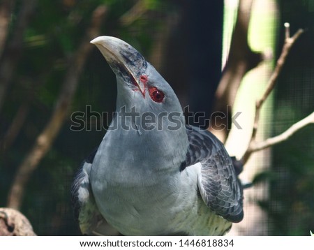 Confident Intelligent Channel-Billed Cuckoo with a Magnificent Powerful Beak.         