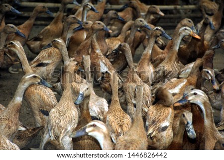 ducks that are gathering inside the cage