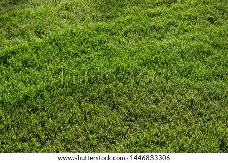 saturated green grass simple natural background picture from park outdoor scenic environment in sunny bright weather time 