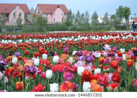 Colorful tulip field somewhere in Ukraine