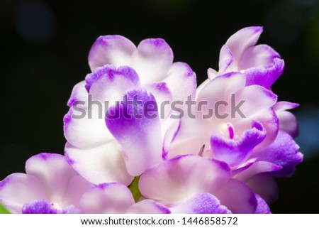Details of purple orchid petals, Aerides rosea Lodd. ex Lindl. & Paxton.soft focus.On a black background.