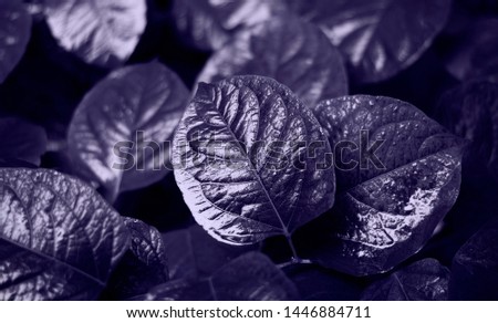 Shiny leaves on a dark background. Bright juicy picture. Beautiful picture. Effectively